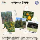 선식이네 귤점빵 이미지