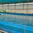 고인돌1 | 강화도 고인돌캠핑장 특1 사이트후기 캠프타운 에리카 우중캠핑 솔캠