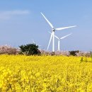 난분분 벚꽃길, 가시리 가시리잇고