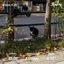 종로-신영-종로-영-153 | 근황 일기) 여행 다녀와서 뭘 했냐면요 먹고 놀고 취준했어요 (feat.고양이 사진 다수)