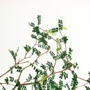 브리스플랜트에서 화분 산 후기