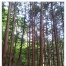 성수산자연휴양림 이미지