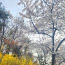 꿈의숲동물병원 | 북서울꿈의숲 봄나들이 벚꽃 개나리 진달래 야옹이 구경