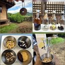 매화꽃민박 | 경북 안동 여행 하회마을 하회주막 군자주 안동 담금주 체험