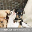 도그플레이스 이미지