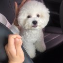 2017 안산 펫케어페스티벌 뽀솜이와함께 다녀온 후기