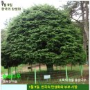 1월 9일. 한국의 탄생화와 부부 사랑 / 솔송나무 이미지