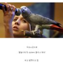 자명한의원 | 모두가 앵무새가 된 시대 - 멸종위기후킹