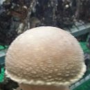 송원농원 이미지