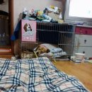 사비켄넬 이미지