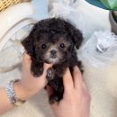 해피토이 | 소형견 분양 실버 토이푸들 솔직 후기