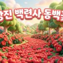 동백자연에너지 | 강진백련사 동백나무개화시기