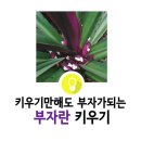 분갈이 후 몸살앓는 자주만년초(부자란) AS 후기