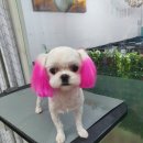 모모 애견미용 이미지