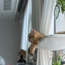 넝쿨 | 내돈내산 조아트 행잉 벽걸이 넝쿨 조화식물 구매후기 (원룸 플랜테리어)