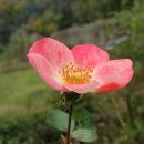 금부초병설유치원 이미지