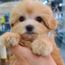 야옹아 멍멍해봐 탕정점 이미지