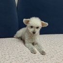 크로스핏 뉴블랙 이미지