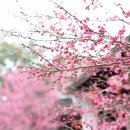 배꽃다방 이미지