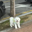 스타동물병원 | 𝙳𝚊 𝚛𝚘𝚗𝚐 • ᴥ • 오창 스타동물 병원 x-ray (엑스레이) 비용 후기 🐾