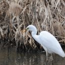 백로마을 이미지