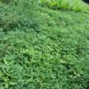 신두리농장 이미지