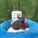 광주강아지분양 고양이분양 펫왕국 | 광주고양이분양 펫왕국 골드브리티쉬숏헤어