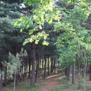 늠내길3코스 옛길 이미지