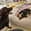 멍린이집 이미지