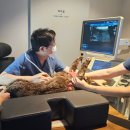 양주 센트럴 동물병원 | 양주센트럴동물병원 미오1년째 넵트라 후기