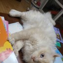 냥이사랑 이미지