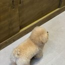 바라카 카페 | 전주 객리단길 애견동반카페 바라카힐 / 트리드멜로우 소품샵