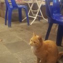 [소래포구] 회떠서 포장마차에서 먹는 방법 (재래어시장 &amp; 회센터) _191129