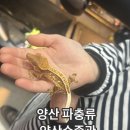양산 파충류 게코도마뱀 양산수족관 에서 분양받은 후기