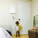 뱅갈온니 | 덕평휴게소 반려견놀이터 달려라코코 다녀왔어요♡