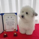 댕댕이 유치원 이미지