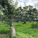 서랑목장 이미지