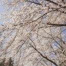 달빛바라기 이미지