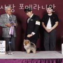 댕집사장 포메라니안 이미지