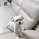 은진목장 이미지