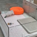 강아지분양 더펫 네이버블로그