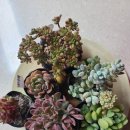 에덴꽃화원 이미지