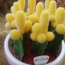 골드크라운 이미지