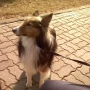 퍼피퍼피 이미지