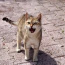 운정호수동물메디칼센터 이미지