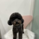 멍블리 펫살롱 이미지