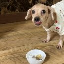 카페트라슈 | 대전애견케이크 법동 카페트라슈 강아지생일선물 성공