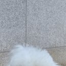 라인하트 애견호텔 유치원 이미지