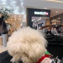 오픈주 하남스타필드점 | 하남 스타필드 도넛과 커피가 맛있는 디저트 간식 맛집 카페 추천 :: 노티드 하남스타필드