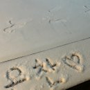 최강아지 이미지